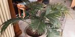 Kamerplant palm, Huis en Inrichting, Kamerplanten, 100 tot 150 cm, Palm, Halfschaduw, Ophalen