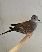 Diamantduif, Dieren en Toebehoren, Vrouwelijk, Tropenvogel, Geringd