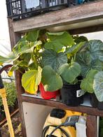 Diverse soorten tomaten, paprika en pompoenen, Tuin en Terras, Planten | Tuinplanten, Ophalen, Volle zon, Groenteplanten, Eenjarig