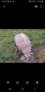 Schaap ram, Dieren en Toebehoren, Schapen, Geiten en Varkens, Mannelijk, Schaap, 0 tot 2 jaar