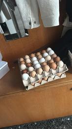 Eieren los lopende kippen, Dieren en Toebehoren, Ophalen, Nieuw, Eten en Drinken