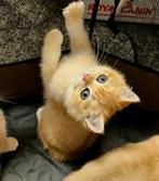 Britse korthaar kitten, Dieren en Toebehoren, Poes, Gechipt, 0 tot 2 jaar