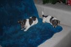 jack russell pups, Dieren en Toebehoren, België, Fokker | Hobbymatig, Jack Russell Terriër, 8 tot 15 weken