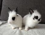 Bebe lapin tete de lion, Dieren en Toebehoren, Knaagdieren en Konijnen | Toebehoren, Ophalen