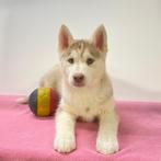 Husky - Belgisch pups te koop, België, Handelaar, CDV (hondenziekte), 8 tot 15 weken