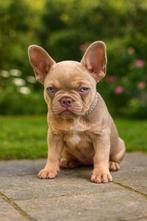 Franse bulldog pup (teefje), Dieren en Toebehoren, België, Fokker | Hobbymatig, 8 tot 15 weken, CDV (hondenziekte)