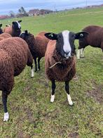 Schapen bok, Dieren en Toebehoren