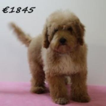 Chiots Cavapoo à vendre - tendresse et malice au rdv !, 15 semaines à 1 an, Parvovirose, Autres races, Plusieurs animaux