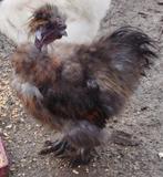 Coq de soie, cou nu (showgirl) 1 an, Mâle, Poule ou poulet