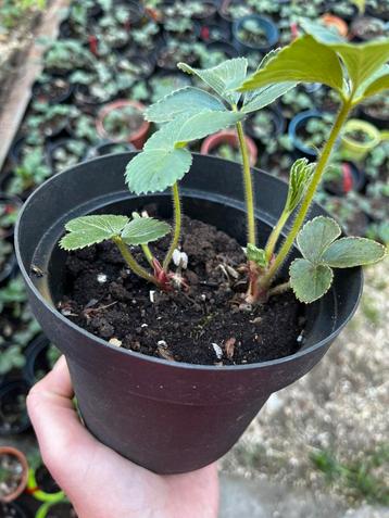 Aardbeienplanten te koop – €3 per stuk beschikbaar voor biedingen