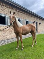 Quarter merrieveulen, Gechipt, Westernpaard, Merrie, 0 tot 2 jaar