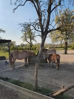 Weide gezocht  voor 2 oude paardjes, Dieren en Toebehoren