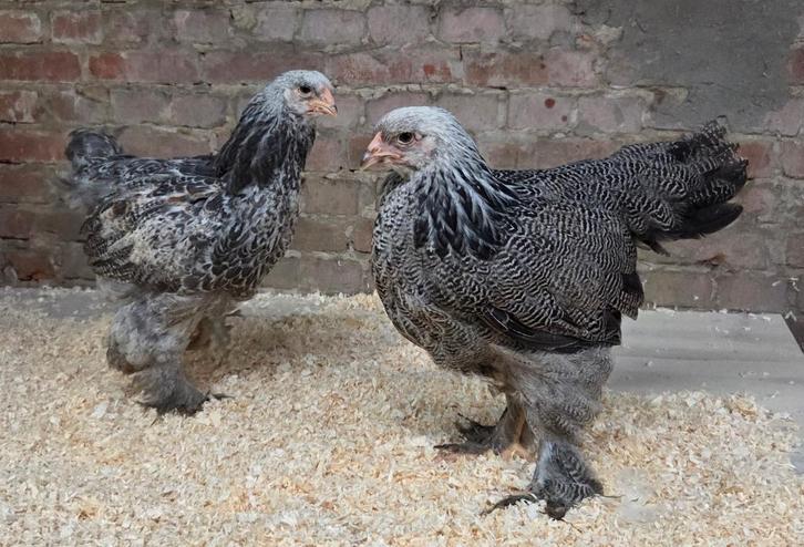 Brahma zilverpatrijs/zilver blauwpatrijs, Dieren en Toebehoren, Pluimvee, Kip, Meerdere dieren