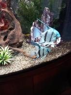 Aquarium eau douce, Ophalen, Gebruikt, Gevuld zoetwateraquarium