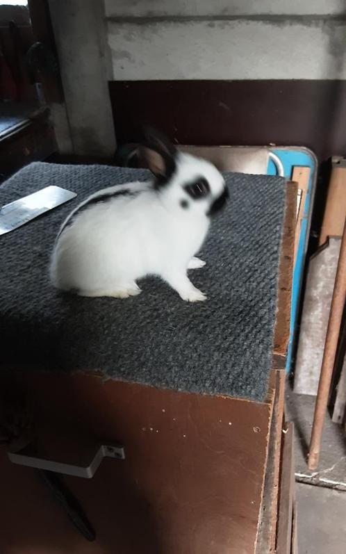 Jonge  Kleurdwerg  (vrouwtje), Dieren en Toebehoren, Konijnen, Dwerg, Vrouwelijk, 0 tot 2 jaar