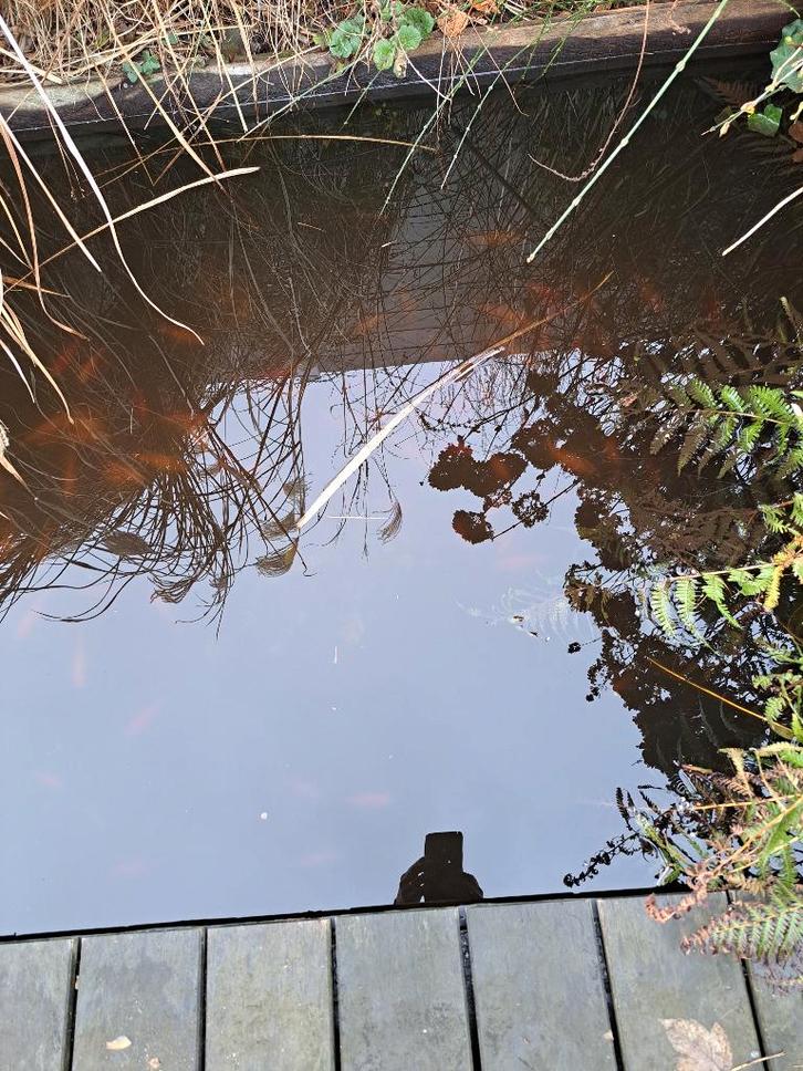 Vijver goudvissen, Dieren en Toebehoren, Vissen | Vijvervissen, Goudvis(sen)