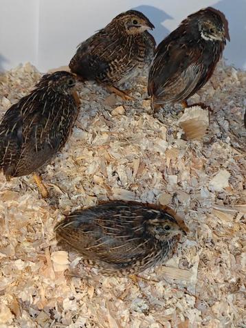 Chinese dwergkwartels beschikbaar voor biedingen