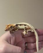 Houten 8 feb, Sale! Wimpergecko, male, Snow, Overige soorten, 0 tot 2 jaar
