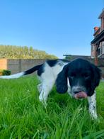 Springer Spaniël pup, Dieren en Toebehoren, België, Particulier, CDV (hondenziekte), 8 tot 15 weken