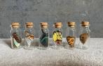Vlindervleugel in glazen flesje – rariteiten, Ophalen of Verzenden