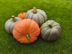 Pompoenen, Tuin en Terras, Bloembollen en Zaden, Ophalen