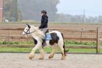 Mooie brave tinker pony, Dieren en Toebehoren, Merrie