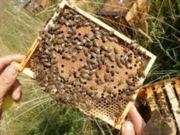 Mini + avec la colonies d'abeilles Buckfast 