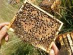 Mini + avec la colonies d'abeilles Buckfast, Ophalen