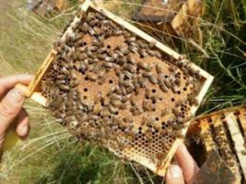Mini + avec la colonies d'abeilles Buckfast, Jardin & Terrasse, Plantes | Arbres fruitiers, Enlèvement