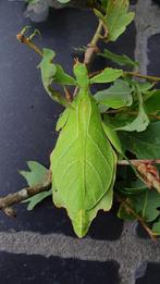 Uitverkoop Wandelend blad Phyllium gantungense "Rizal", Animaux & Accessoires, Insectes & Araignées, Autres espèces