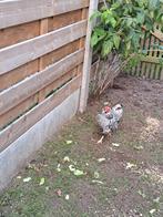 Gratis hen Wyandotte kriel