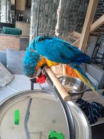 perroquet ara 15mois apprivoises avec cage et pied, Animaux & Accessoires, Oiseaux | Accessoires, Enlèvement