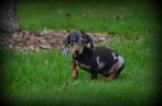 Teckel pups korthaar, Dieren en Toebehoren, Honden | Teckels en Dashonden, België, CDV (hondenziekte), 8 tot 15 weken, Korthaar