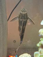 Mooie pleco vis +- 15 cm zoekt nieuwe thuis, Dieren en Toebehoren, Vissen | Aquariumvissen, Vis, Zoetwatervis