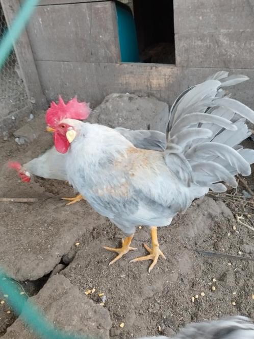 Leghorn Isabel broedeieren, Dieren en Toebehoren, Pluimvee