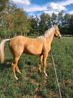Royal palomino paard met stamboom, Dieren en Toebehoren, Paarden, Hengst, M, Met stamboom