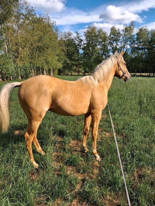 Royal palomino paard met stamboom, Dieren en Toebehoren, Paarden, Hengst, M, Met stamboom