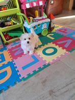 Maltezer pups, Belgique, Bichon maltais, Plusieurs, Parvovirose