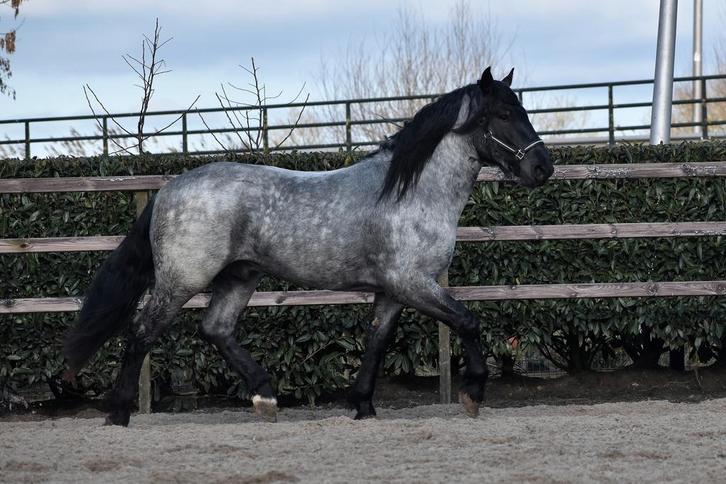 UNIEK! 3 jarige murgese moorkop, Animaux & Accessoires, Chevaux, Étalon, Non dressé, 160 à 165 cm, 3 à 6 ans, Cheval de récréation