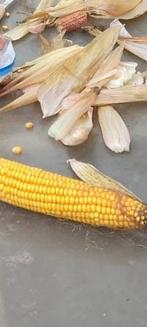 Baken maise kleine bakken