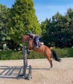 Springpaard te koop, Dieren en Toebehoren, Merrie, Met stamboom, Springpaard, 170 tot 175 cm