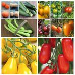 Pompoen/pompoen/butternoten/courgetteplanten/tomaten/chilipe, Tuin en Terras, Planten | Tuinplanten, Ophalen, Eenjarig, Groenteplanten