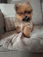 Mooie Pomeriaan/Dwergkees pups, Dieren en Toebehoren, België, Fokker | Hobbymatig, Overige rassen, CDV (hondenziekte)