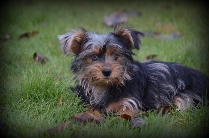 Yorkshire Terrier pups bleu merle, Dieren en Toebehoren, Honden | Jack Russells en Terriërs, Reu, Yorkshire Terriër, Fokker | Professioneel