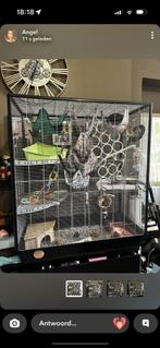 2 lieve, tamme dames ratjes + kooi en toebehoren (130 euro), Dieren en Toebehoren, Vrouwelijk, Rat, Tam