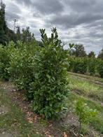 Laurier / Prunus 'Rotundifolia', Tuin en Terras, Ophalen, Laurier, Haag, 100 tot 250 cm