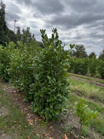 Laurier / Prunus 'Rotundifolia' beschikbaar voor biedingen