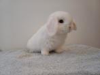 Handtamme vrouwelijke minilop konijnen jong wit  blauwoog, Animaux & Accessoires, Lapins, Oreilles tombantes, Femelle, Nain, 0 à 2 ans