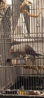 Parkiet papegaai, Animaux & Accessoires, Oiseaux | Perruches & Perroquets, Perroquet, Bagué, Femelle