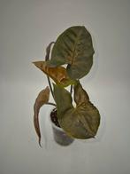 Syngonium Maria Allusion, Huis en Inrichting, Kamerplanten, Ophalen of Verzenden